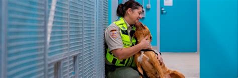 cockburn ranger|city of cockburn pet registration.